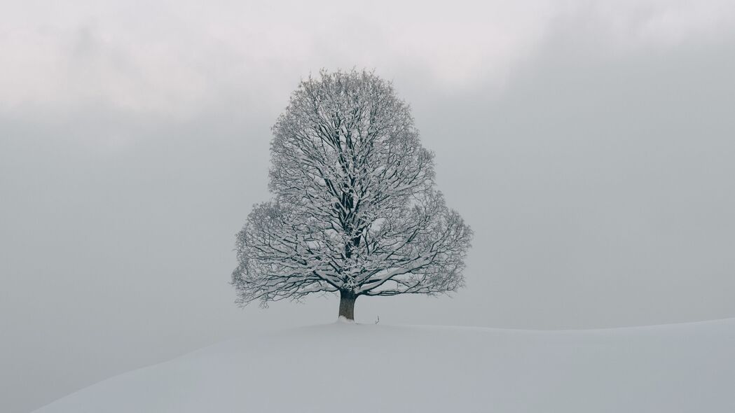 3840x2160 树 雪 冬天 自然 白色 4k壁纸 uhd 16:9