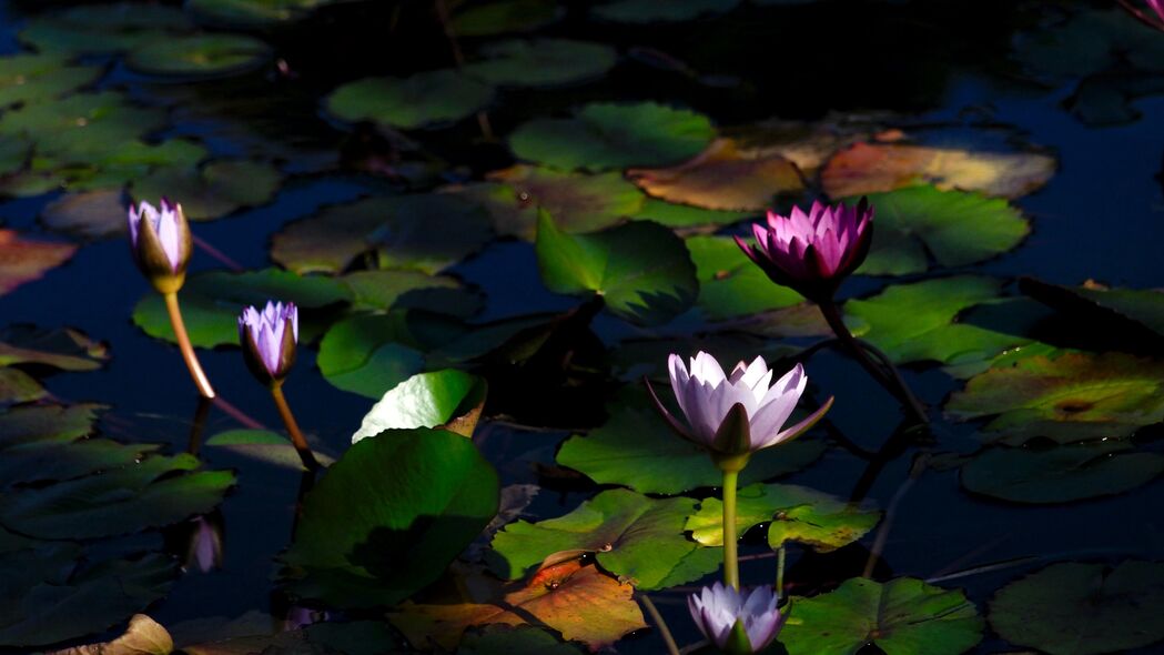 3840x2160 睡莲 花 植物 水 4k壁纸 uhd 16:9