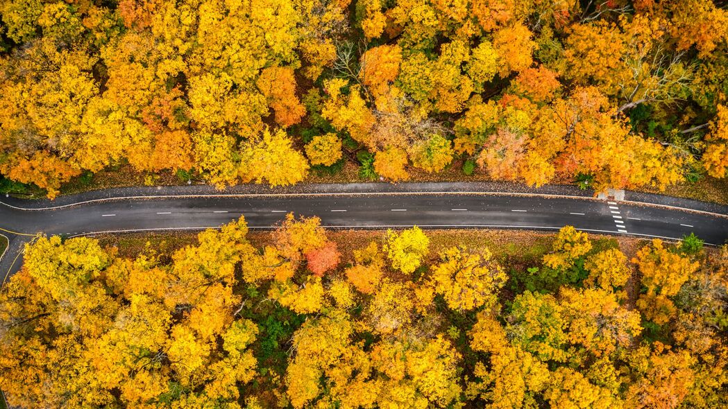 3840x2160 森林 道路 鸟瞰图 秋天 黄色 4k壁纸 uhd 16:9