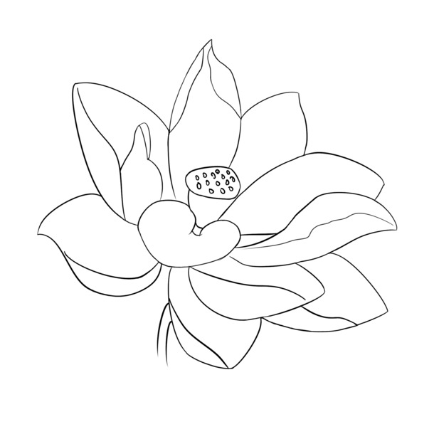 素描 线条 简笔画 莲花