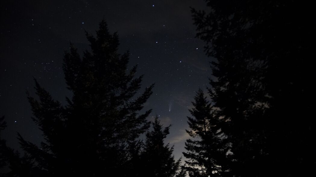 3840x2160 云杉 树木 夜晚 星空 星星 4k壁纸 uhd 16:9