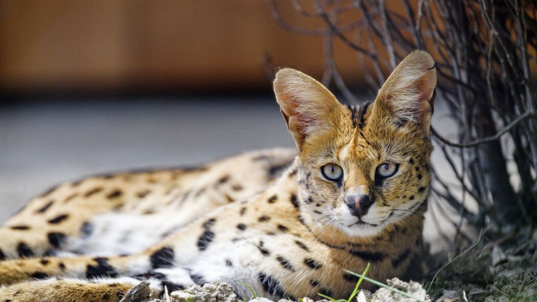 3840x2160  serval 野猫 斑点 捕食者 浏览 4k壁纸 uhd 16:9