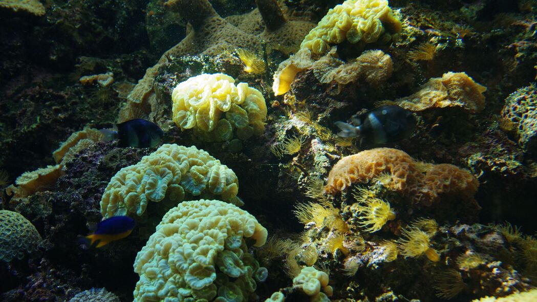 3840x2160 鱼 珊瑚 藻类 水族馆 4k壁纸 uhd 16:9