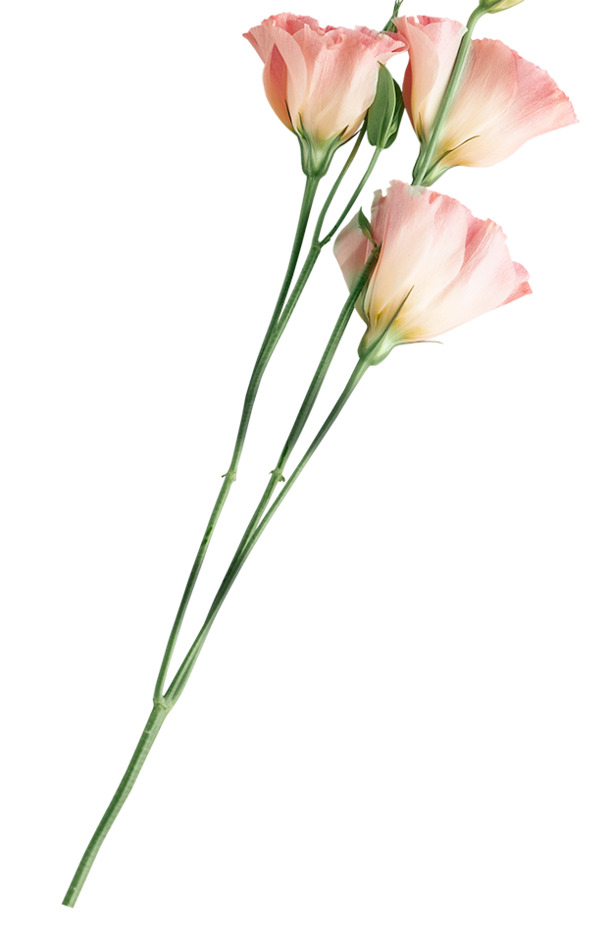 节日氛围情人节玫瑰花