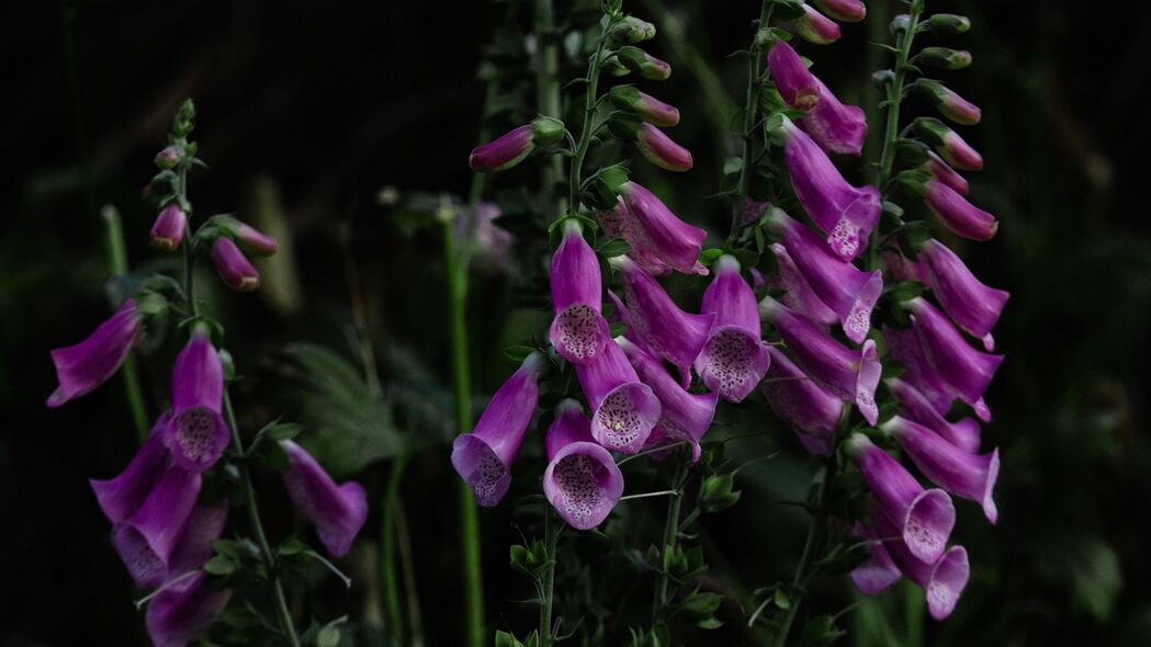 3840x2160 洋地黄 花 开花 植物 4k壁纸 uhd 16:9