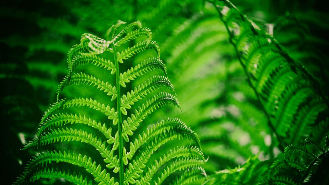 3840x2160 蕨类植物 叶子 宏 植物 4k壁纸 uhd 16:9