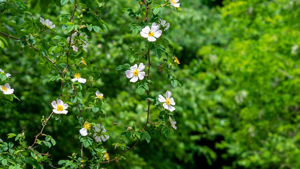 3840x2160 玫瑰果 灌木 花 开花 植物 4k壁纸 uhd 16:9