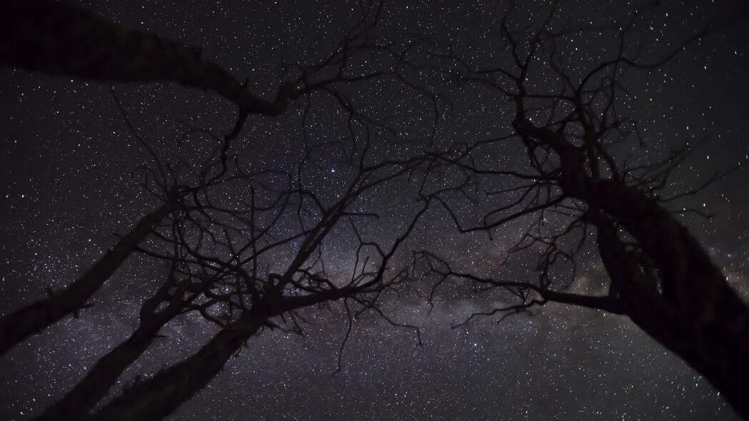 3840x2160 星空 星星 树枝 树木 夜间 4k壁纸 uhd 16:9