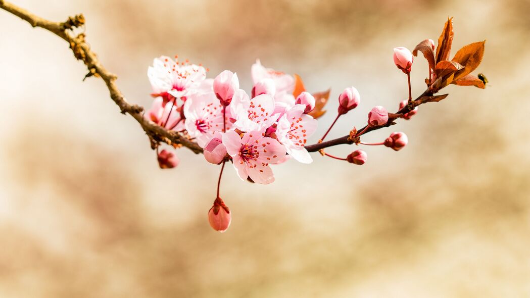 3840x2160 花 芽 开花 春天 4k壁纸 uhd 16:9