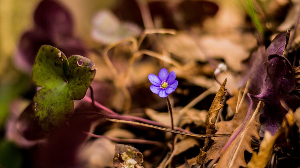 3840x2160 花 花瓣 孤独的 4k壁纸 uhd 16:9