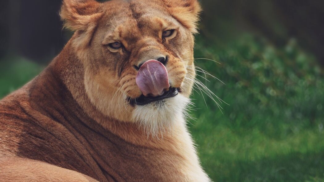 3840x2160 母狮 突出的舌头 有趣 捕食者 4k壁纸 uhd 16:9