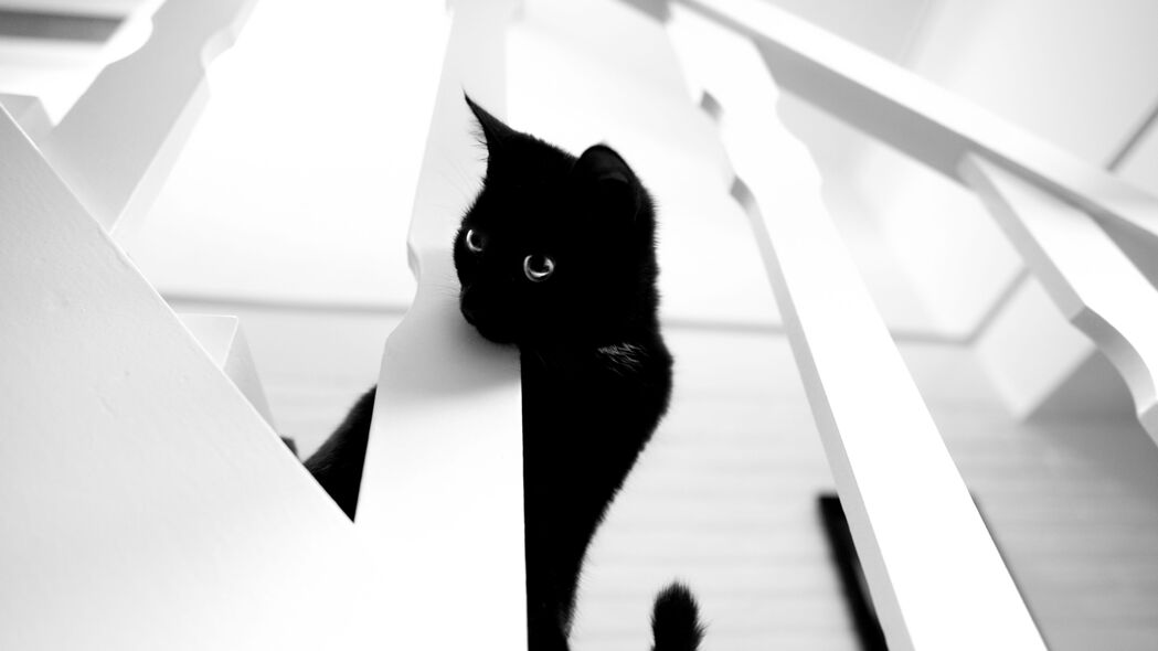 3840x2160 猫 宠物 bw 4k壁纸 uhd 16:9