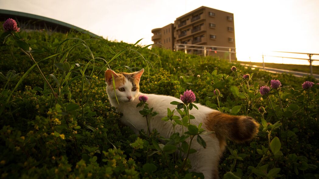 3840x2160 猫 花 草 宠物 4k壁纸 uhd 16:9