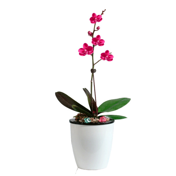 精品蝴蝶兰鲜花