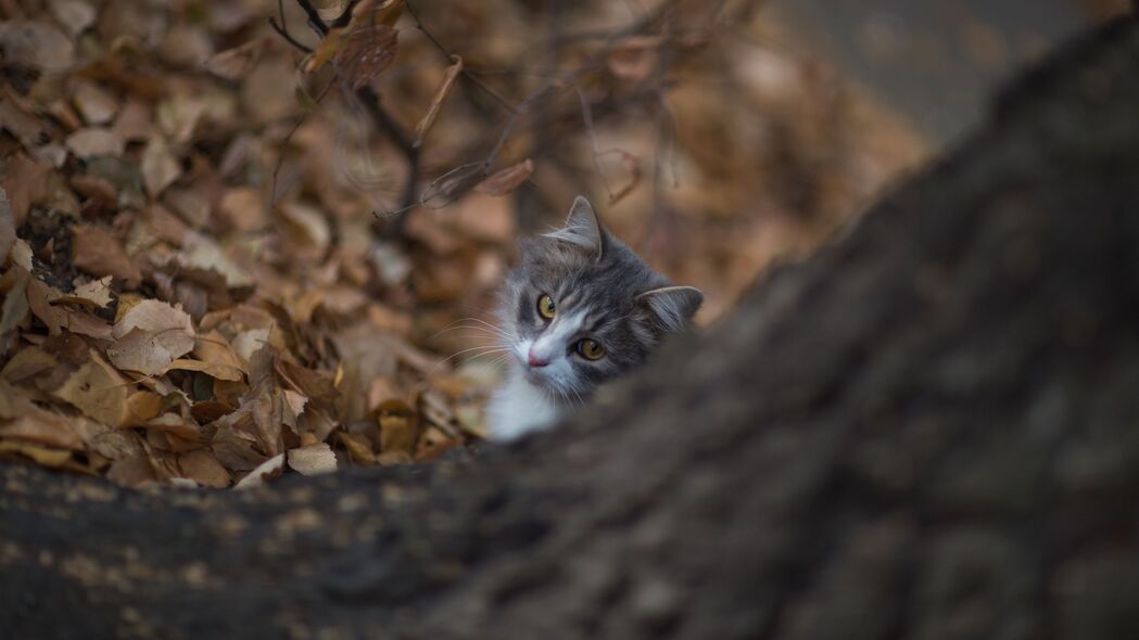 3840x2160 猫 一瞥 宠物 树 4k壁纸 uhd 16:9