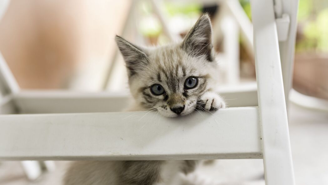 3840x2160 小猫 猫 宠物 灰色 4k壁纸 uhd 16:9