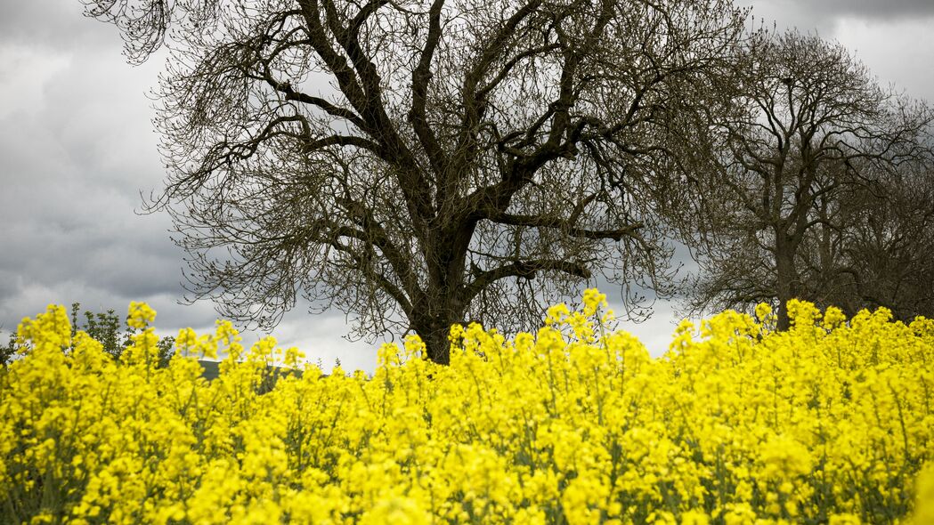 3840x2160 花朵 黄色 树 自然 春天 4k壁纸 uhd 16:9