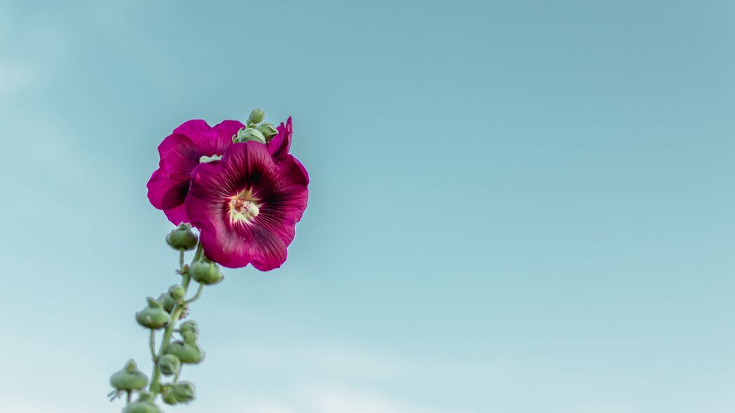 3840x2160 锦葵 花 紫色 天空 4k壁纸 uhd 16:9