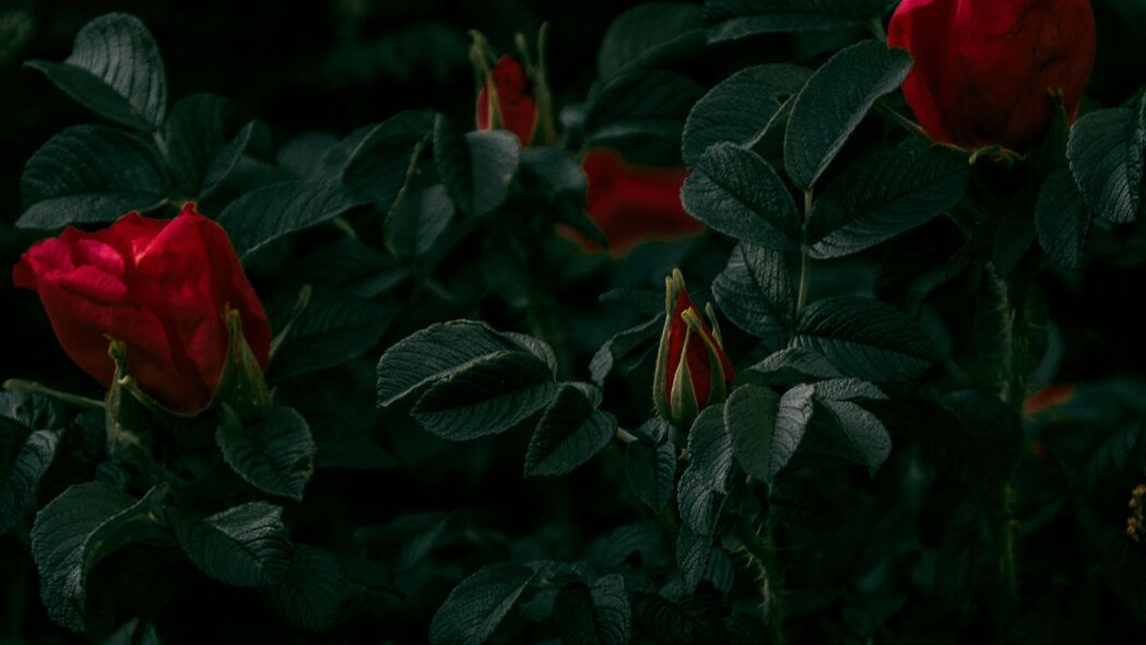 3840x2160 玫瑰 花朵 红色 灌木 植物 4k壁纸 uhd 16:9