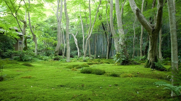 绿色草地树木室外场景