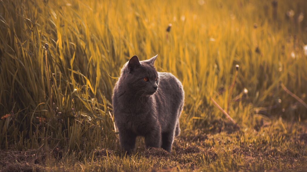 3840x2160 俄罗斯蓝色 猫 灰色 宠物 草 4k壁纸 uhd 16:9