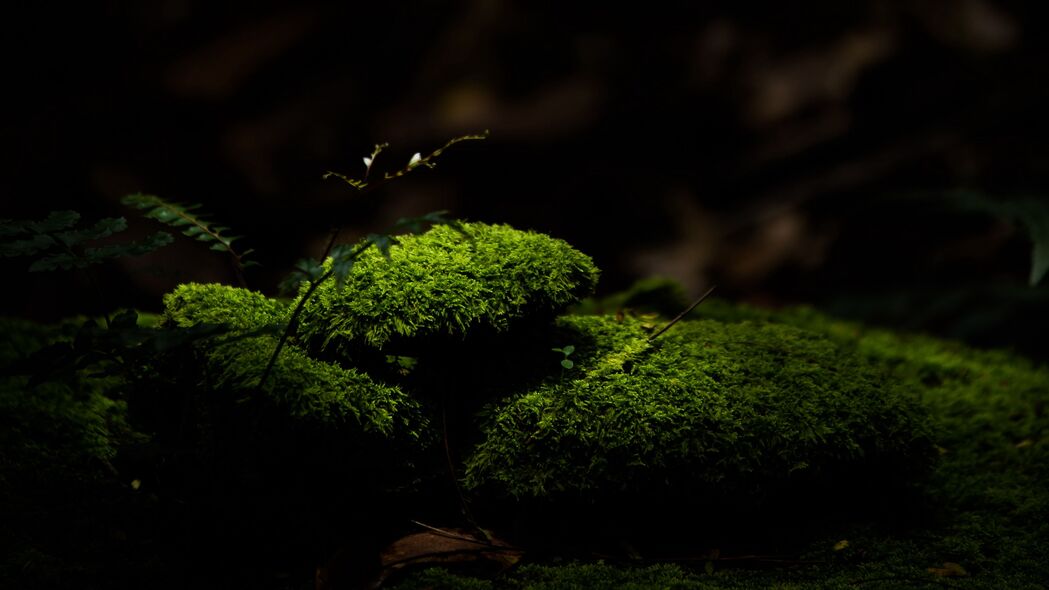 3840x2160 苔藓 石头 宏 绿色 深色 4k壁纸 uhd 16:9