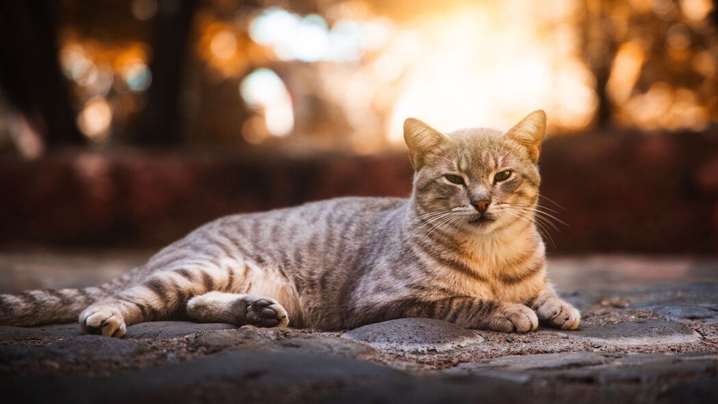 3840x2160 猫 灰色 条纹 可爱 宠物 4k壁纸 uhd 16:9