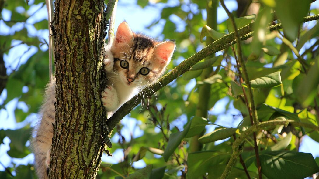 3840x2160 小猫 猫 树 可爱 有趣的 4k壁纸 uhd 16:9