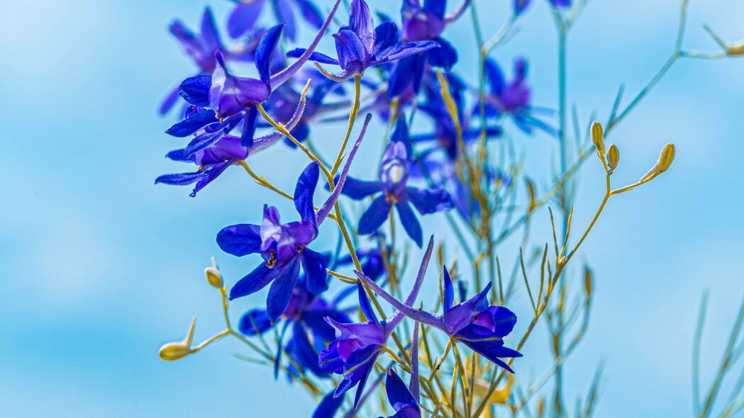 3840x2160 百灵草田 花 植物 开花 野生 4k壁纸 uhd 16:9