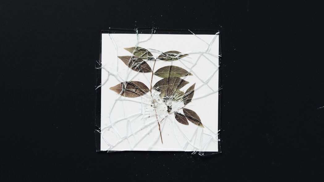 3840x2160 植物标本馆 玻璃 破碎 碎片 树枝 4k壁纸 uhd 16:9