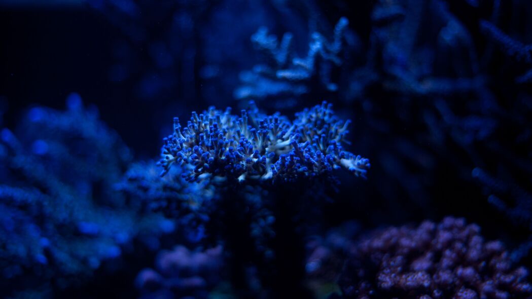 3840x2160 藻类 植物 蓝色 水下 深度 4k壁纸 uhd 16:9