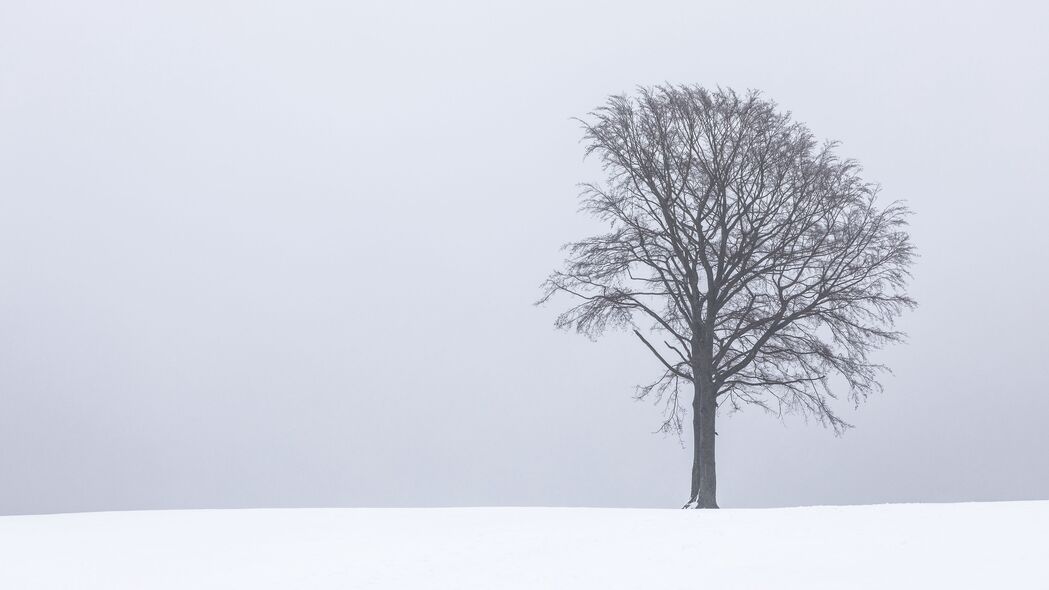 3840x2160 树 雾 雪 孤独 风景 4k壁纸 uhd 16:9