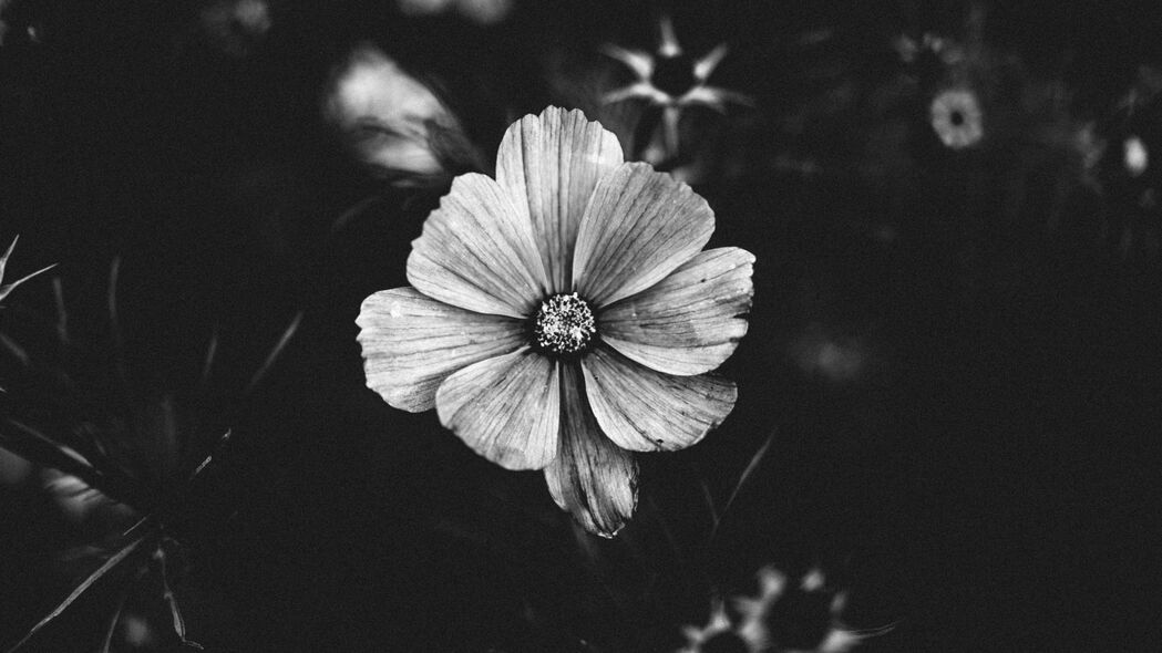 3840x2160 花 bw 植物 开花 特写 4k壁纸 uhd 16:9