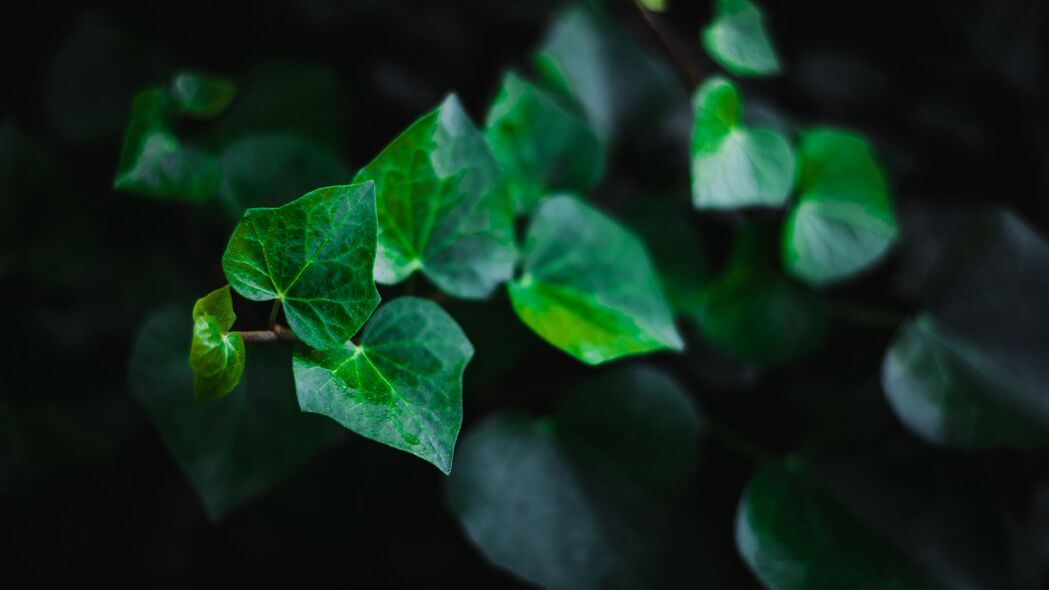 3840x2160 叶子 茎 植物 绿色 宏观 4k壁纸 uhd 16:9