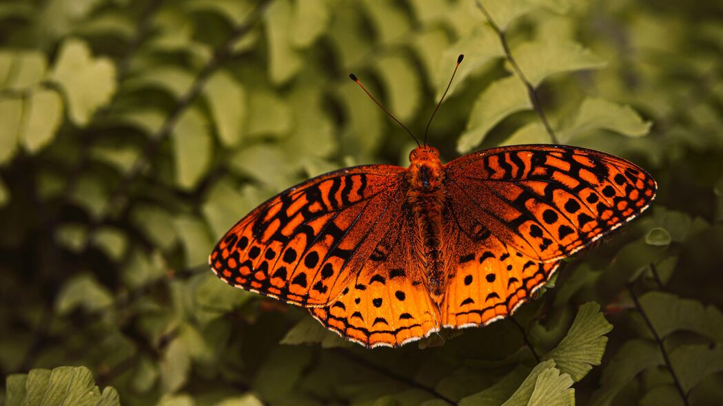 3840x2160  boloria euhrosyne 蝴蝶 昆虫 宏观 特写 4k壁纸 uhd 16:9