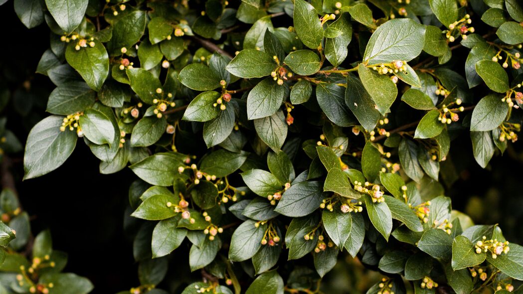 3840x2160 灌木 树叶 树枝 植物 绿色 4k壁纸 uhd 16:9