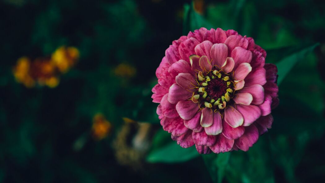 3840x2160 百日草 花 粉红色 植物 装饰 4k壁纸 uhd 16:9