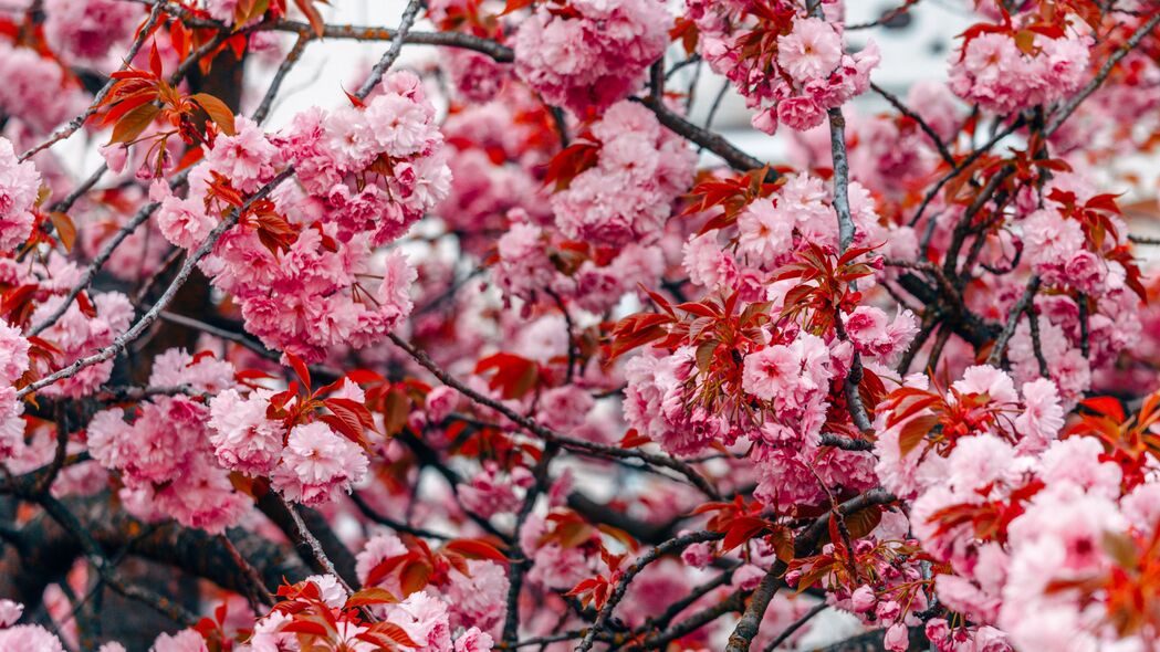 3840x2160 花 树 粉红色 树枝 花朵 春天 4k壁纸 uhd 16:9