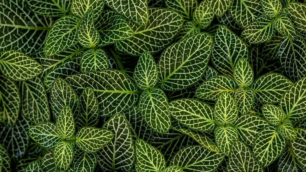 3840x2160 叶子 植物 条纹 形状 绿色 白色 4k壁纸 uhd 16:9