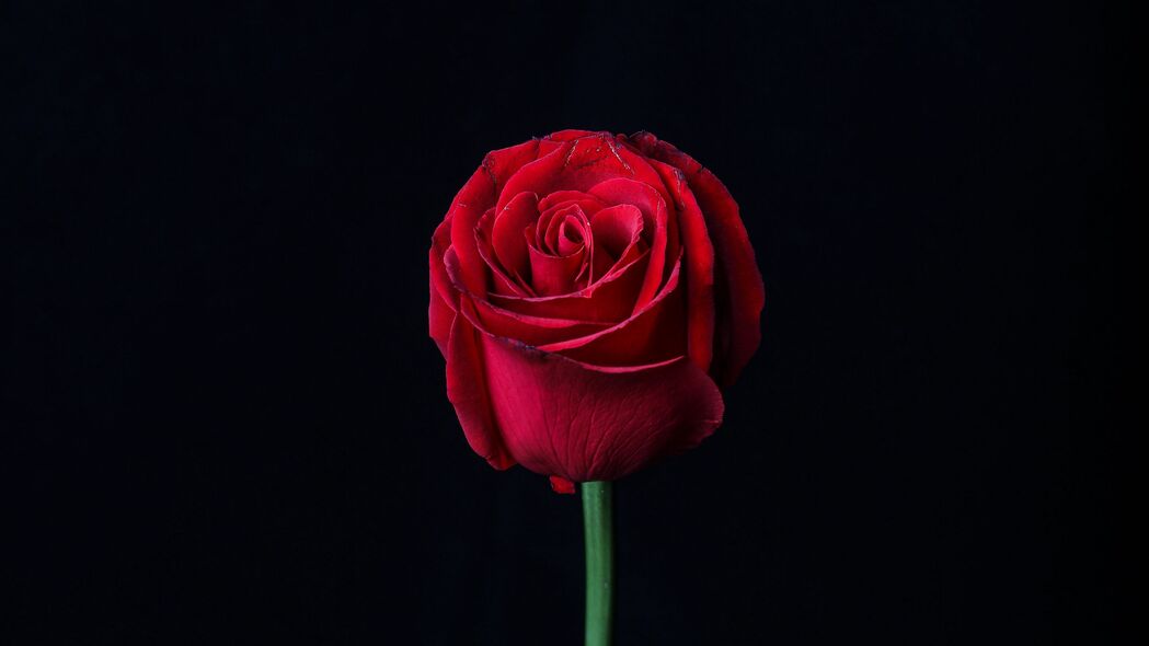 3840x2160 玫瑰 红色 花蕾 花朵 深色 4k壁纸 uhd 16:9