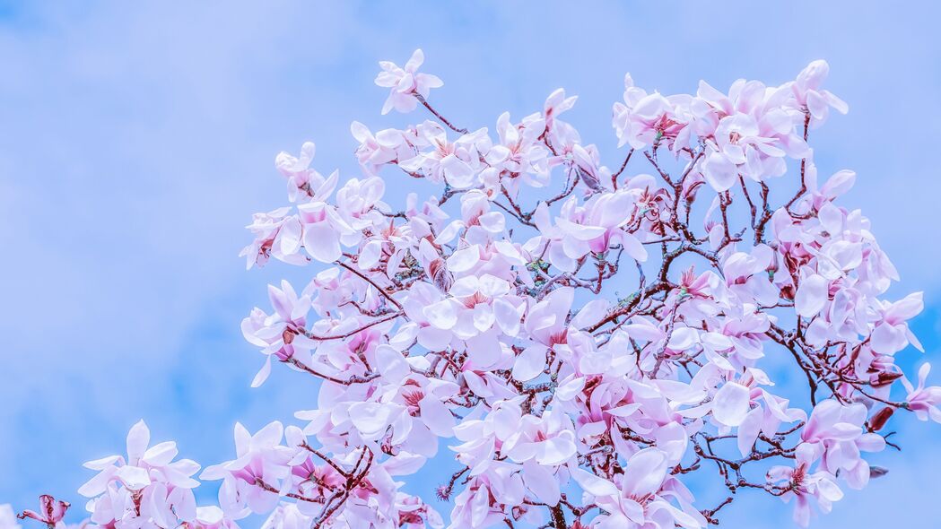 3840x2160 木兰 花 开花 树枝 天空 4k壁纸 uhd 16:9