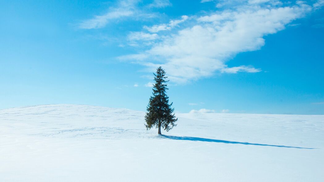 3840x2160 树 雪 冬天 地平线 天空 4k壁纸 uhd 16:9