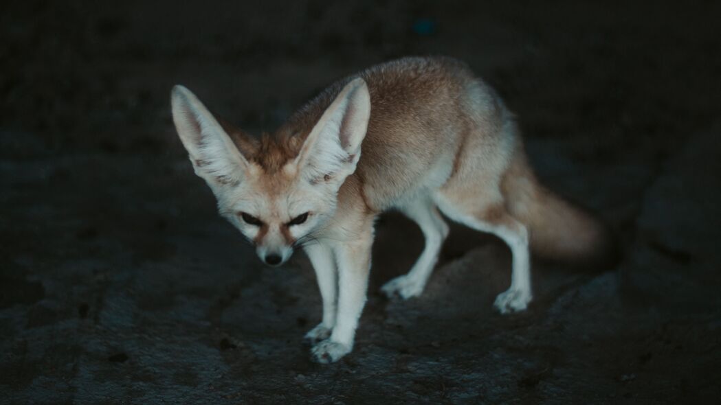 3840x2160  fennec狐狸 fennec 狐狸 动物 野生动物 4k壁纸 uhd 16:9