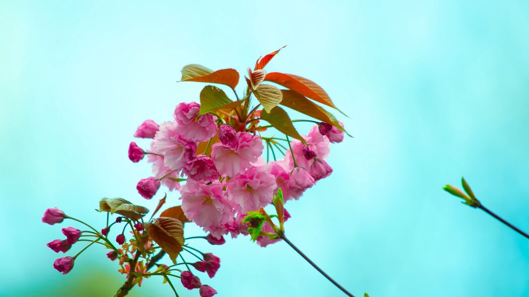 3840x2160 花 粉红色 开花 分枝 植物群 春季 4k壁纸 uhd 16:9