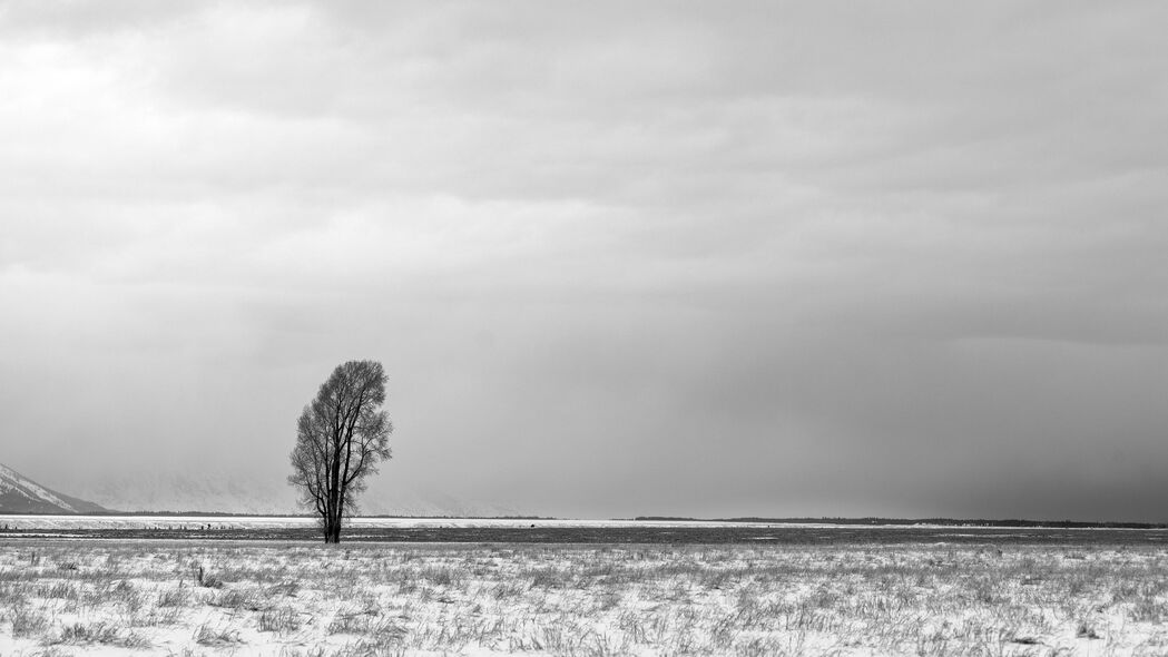 3840x2160 树 雪 bw 极简主义 冬季 4k壁纸 uhd 16:9