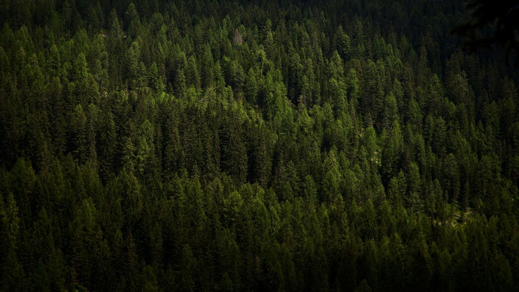 3840x2160 森林 树木 鸟瞰图 绿色 植被 深色 4k壁纸 uhd 16:9