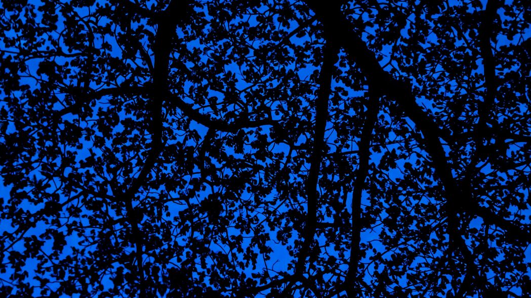 3840x2160 树枝 天空 黑暗 树 树叶 蓝色 图案 4k壁纸 uhd 16:9