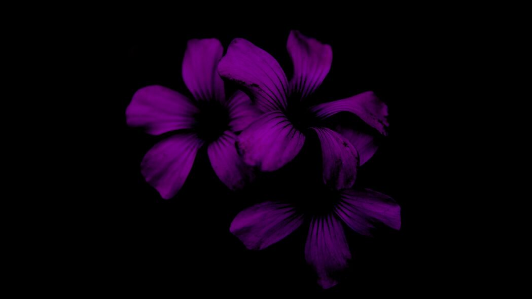 3840x2160 淡紫色 花朵 深色 紫色 夜间 4k壁纸 uhd 16:9