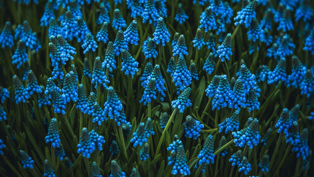 3840x2160  muscari 花 蓝色 开花 花坛 4k壁纸 uhd 16:9