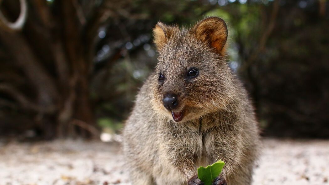 3840x2160  quokka 可爱 食物 可爱的动物 4k壁纸 uhd 16:9